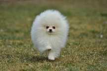 Pomeranian szpic miniaturowy FCI cudna snieżnobiała suczka
