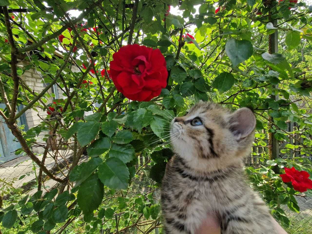 Котик, який наповнить ваше життя радістю!
