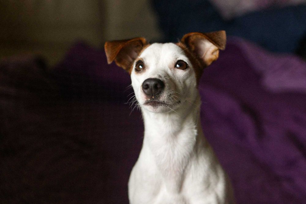 jack russell terier DO ADOPCJI!