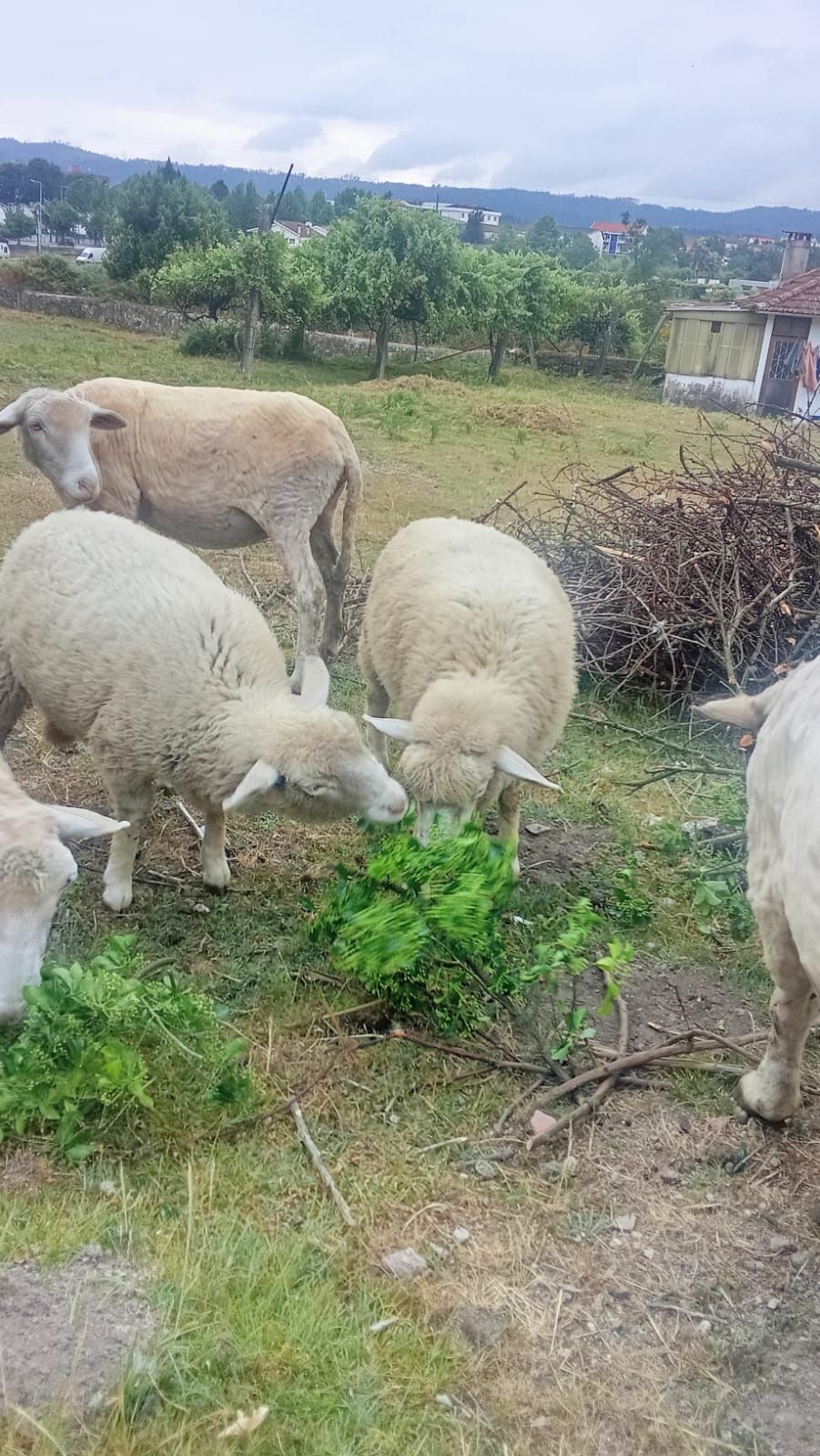 Vendo casal ovelhas