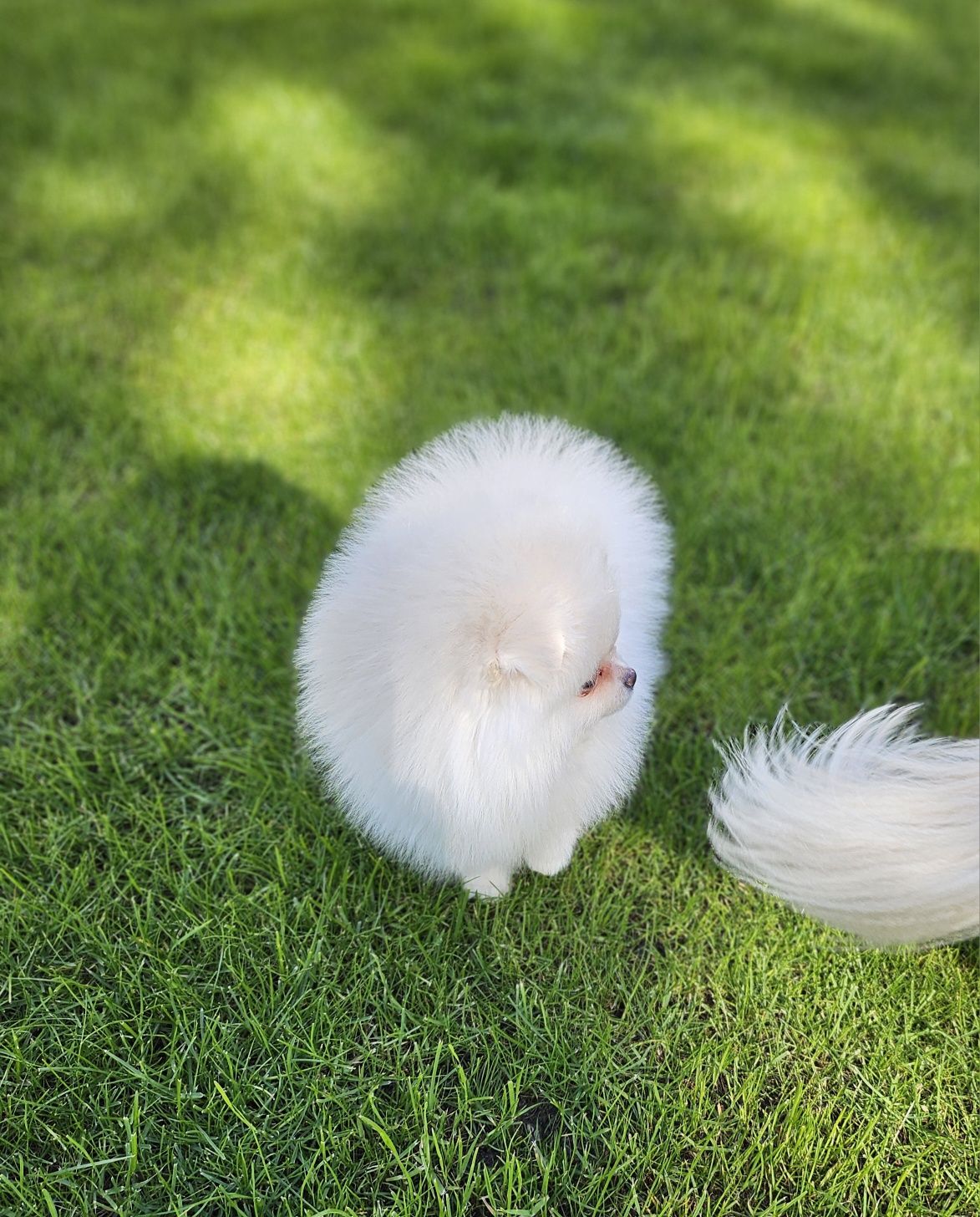 Śliczna suczka szpic miniaturowy pomeranian