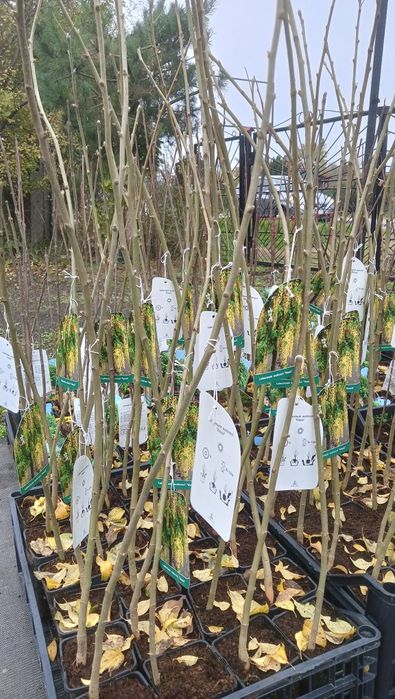 Krzewy ozdobne i owocowe wyprzedaż