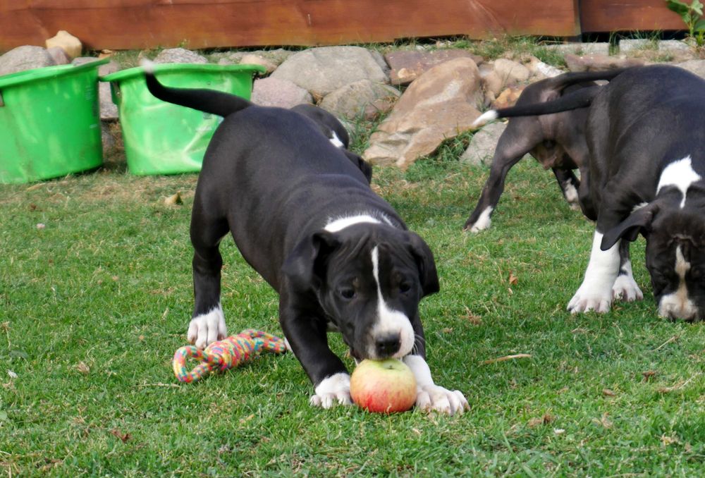 American Staffordshire Terrier ZKwP Amstaff FCI piękny piesek