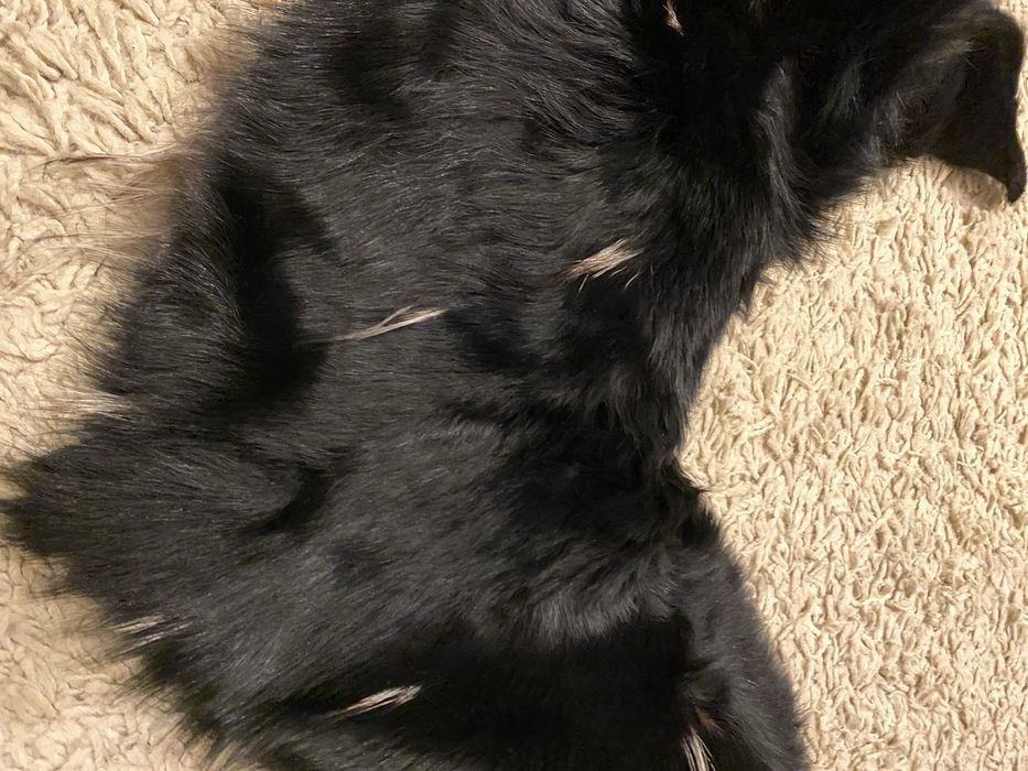 Futrzany kołnierz  czarny futro naturalne szal z futra