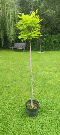 Wisteria glicynia fioletowa duża drzewko na pniu 150cm