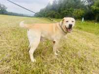 Dakar- piekny labrador szuka domu po smierci opiekuna