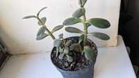 Grubosz, 2  sadzonki  doniczce, bezproblemowa roślina