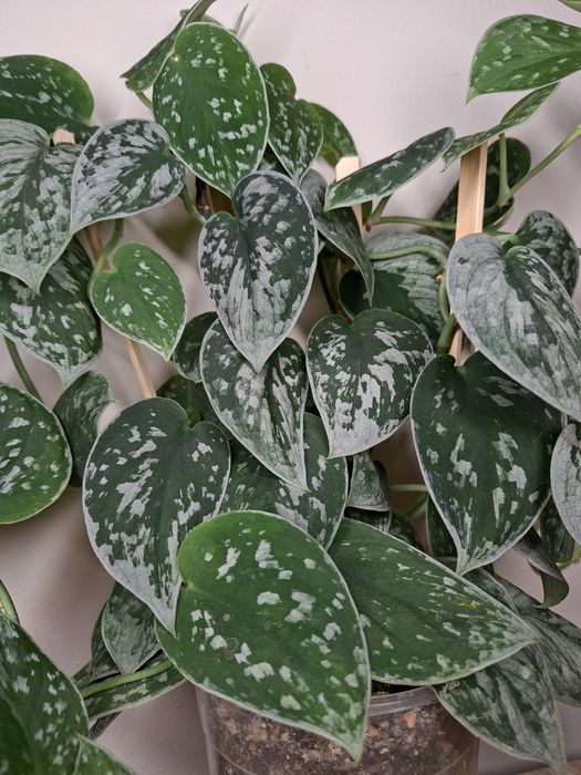 Scindapsus Silvery Ann