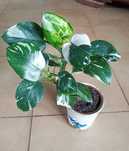 Philodendron white wizard filodendron
