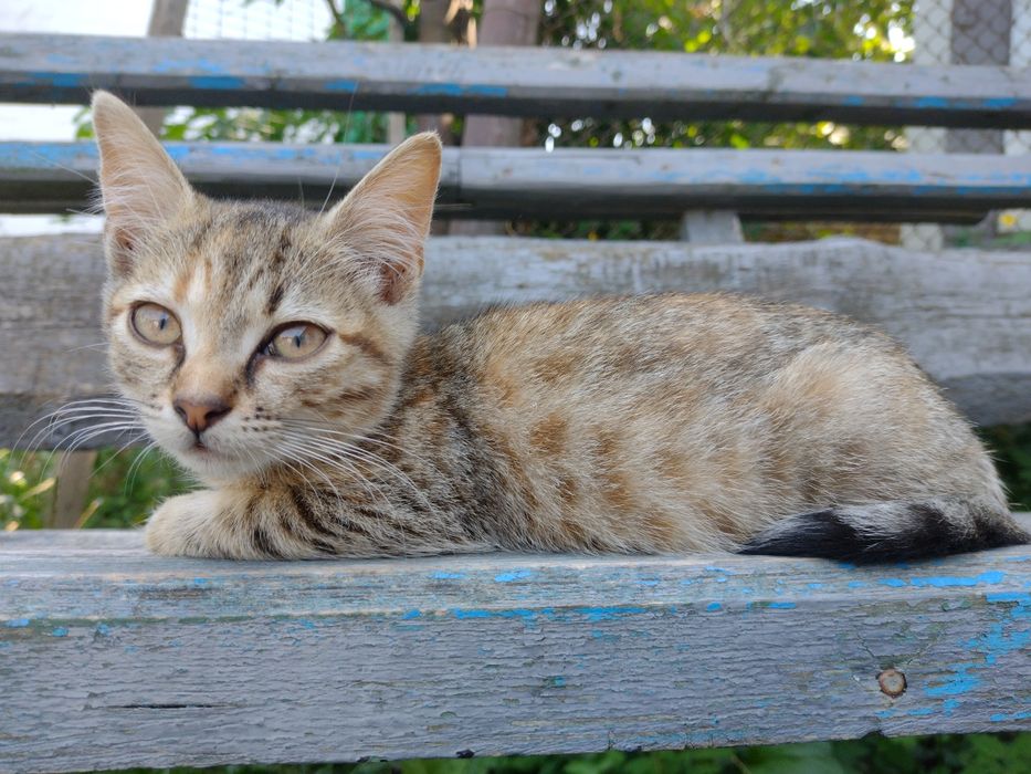 Кошенята в добрі руки