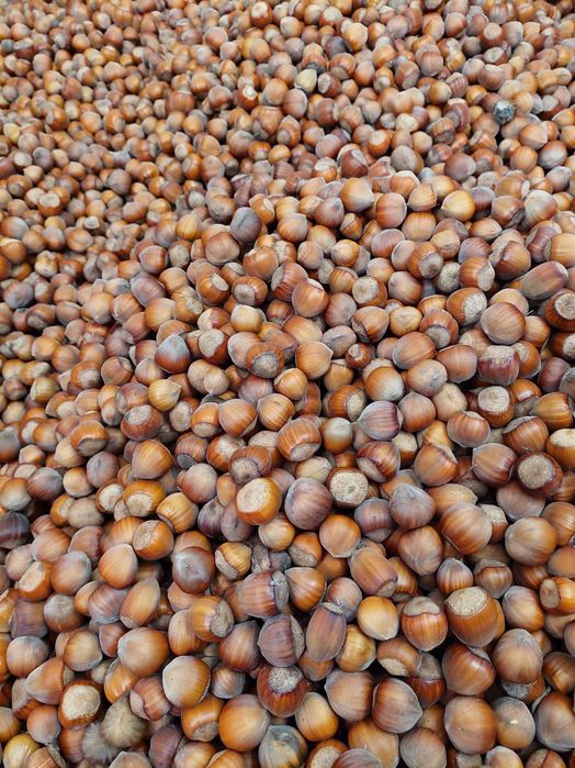 Фундук неколотий сушений