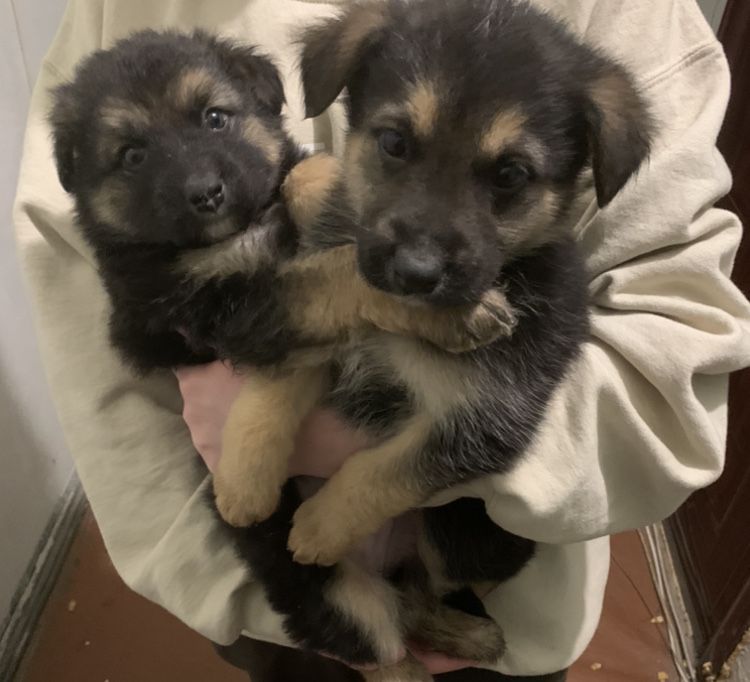 Цуценята щенки хлопчик дівчинка