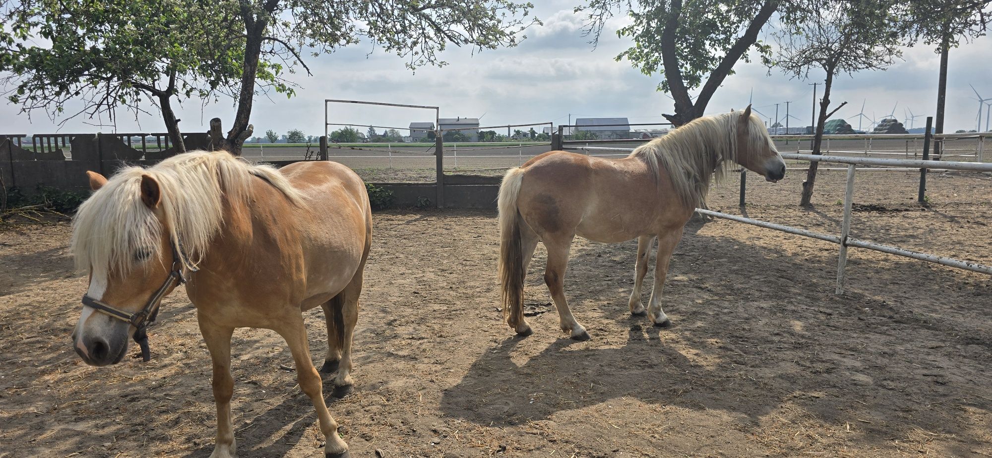 Klacze Haflinger  para sprzedam