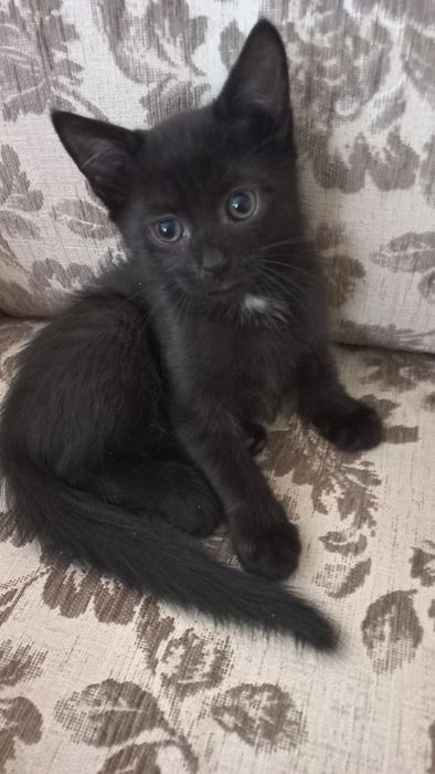 Віддам в добрі руки котика