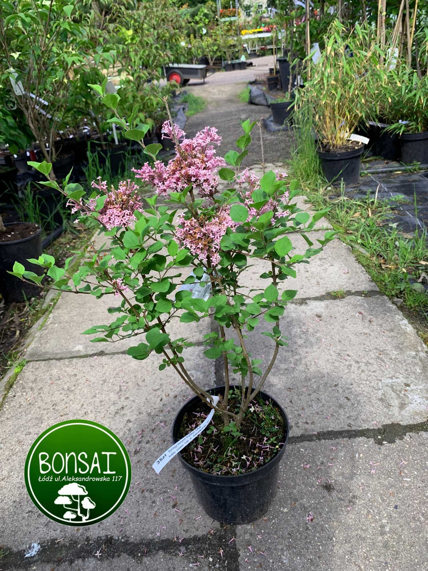 Lilak Mayera 'Palbin'