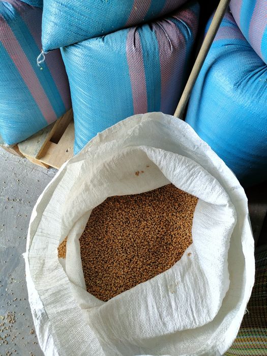 Pszenica ozima oścista i zwykła, pszenżyto