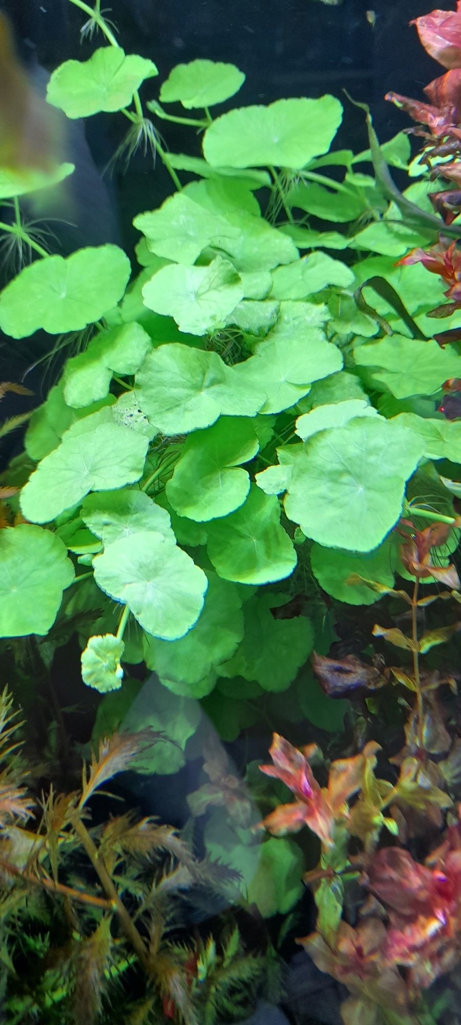 Hydrocotyle valgaris-wagrotka zwyczajna roślina akwariowa