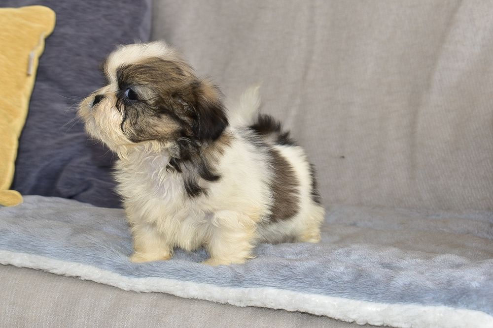 Shih-tzu macho disponível