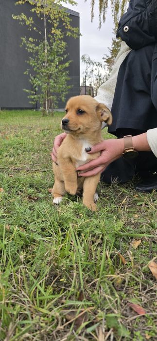 Psie dzieciątko szuka domu! Sunia 12 tygodni
