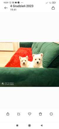 West Highland White Terrier