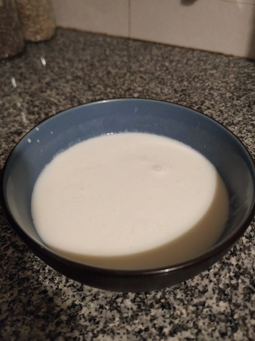 Grãos de Kefir de leite / Flor de iogurte