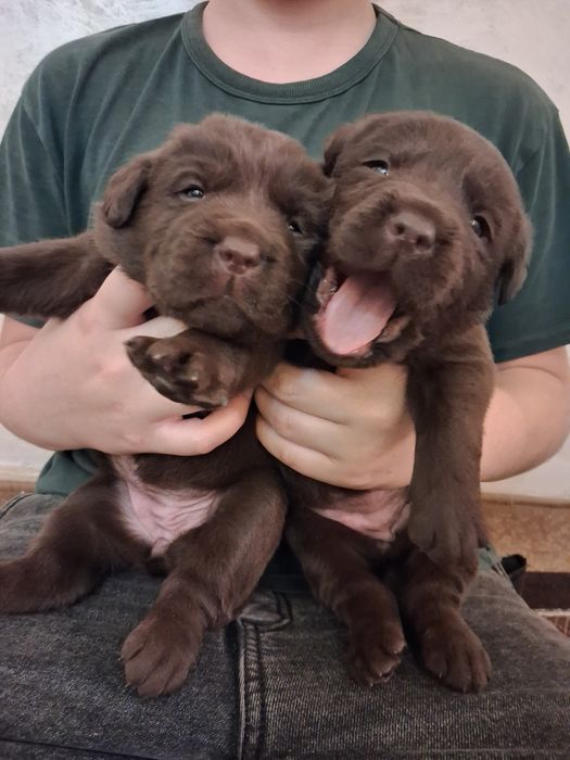 Шоколадные щенки лабрадора