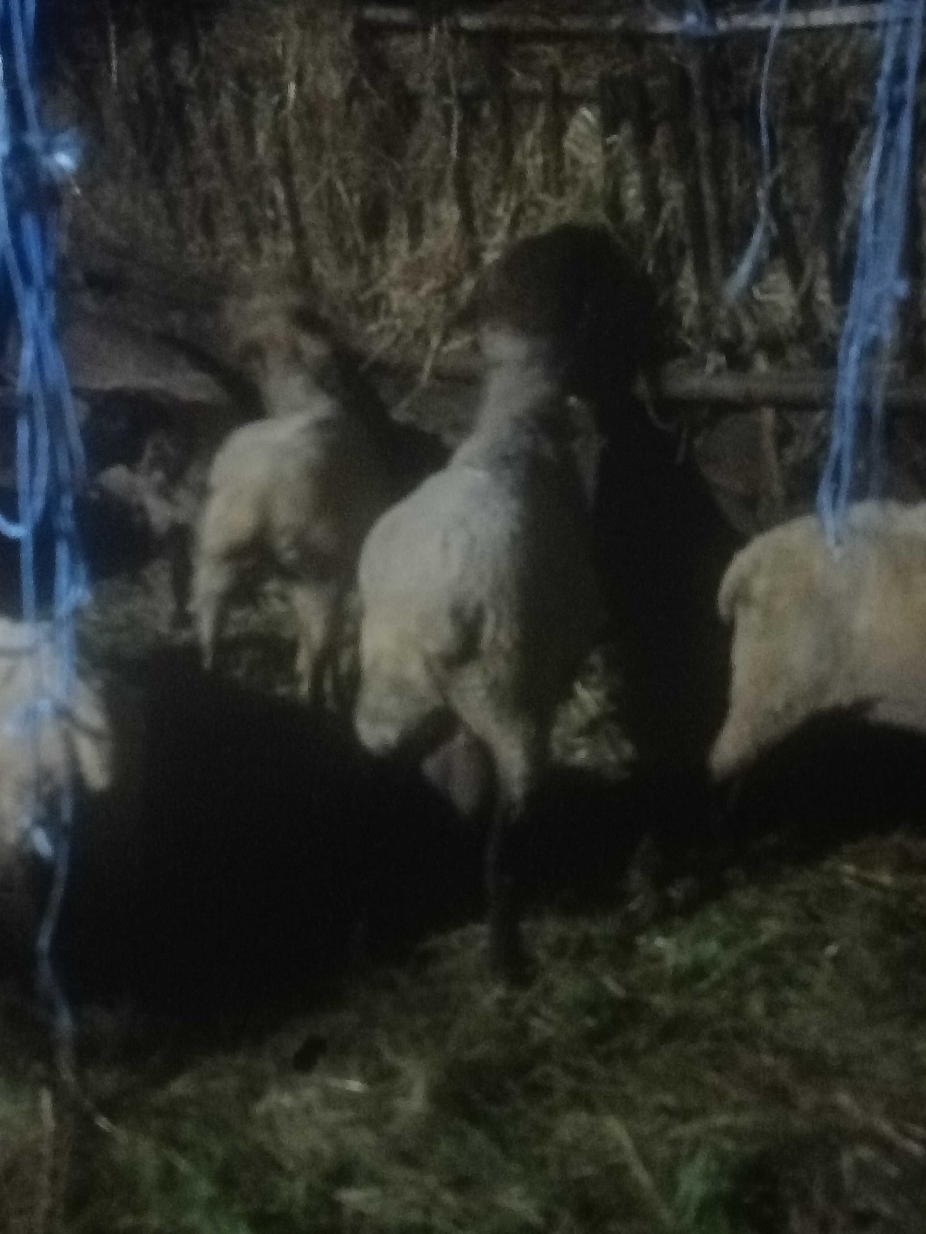 Ovelhas venda em lote