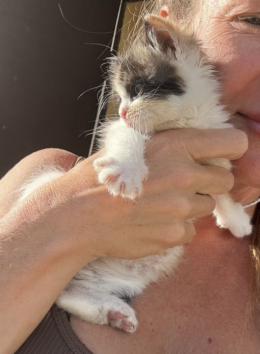 Кошеня ДІВЧИНКА котенок Малишка 1,5 місяці