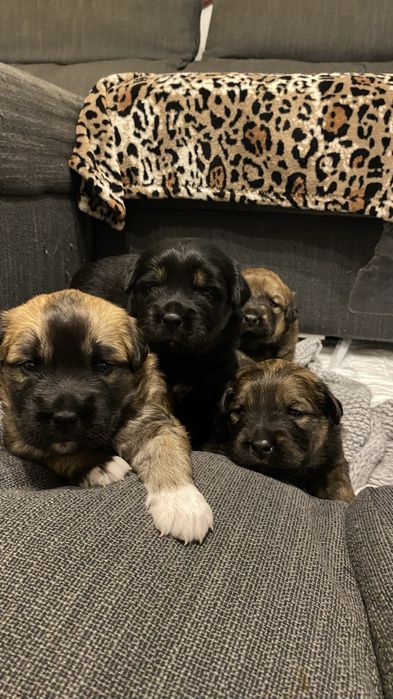 Szczeniaczki do adopcji