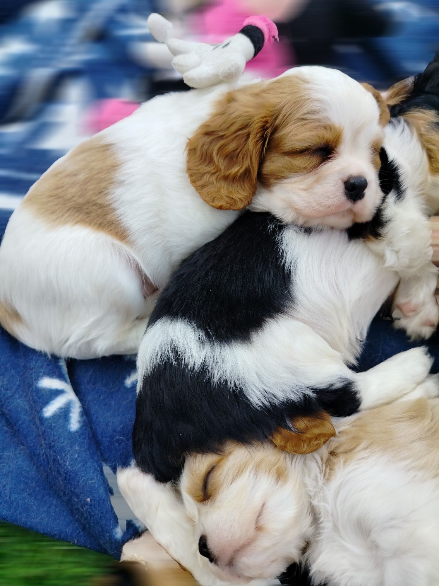 Cavalier King Charles Spaniel -  przepiękny piesek Eddie