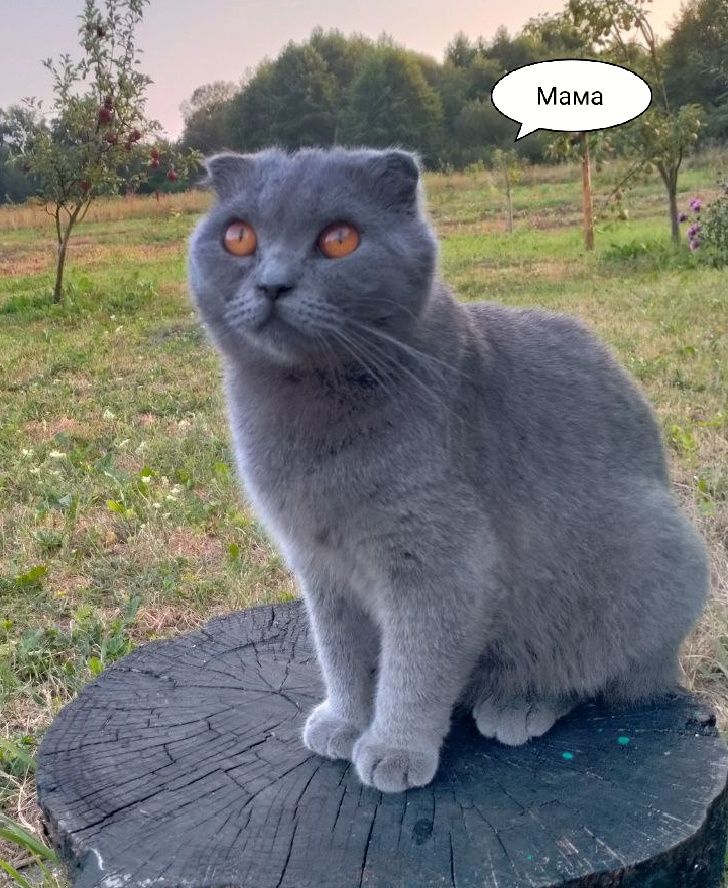 Шотландські висловухі кошенята