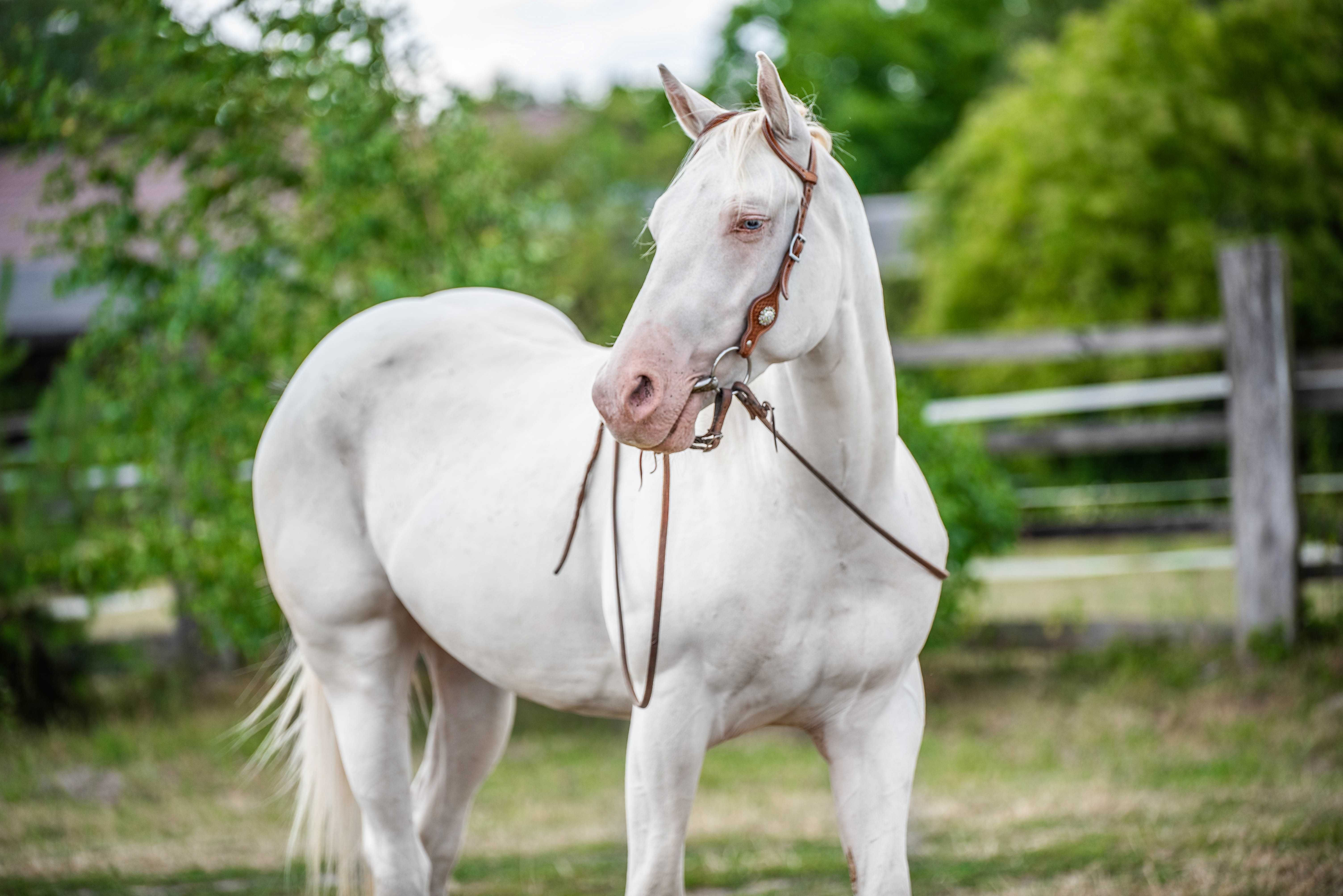 Wałach AQH American Quarter Horse cremello