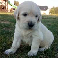 Śliczny Golden Retriever