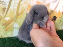 PIĘKNY Mini Lop lilak królik karzełek miniaturka rex baranki teddy