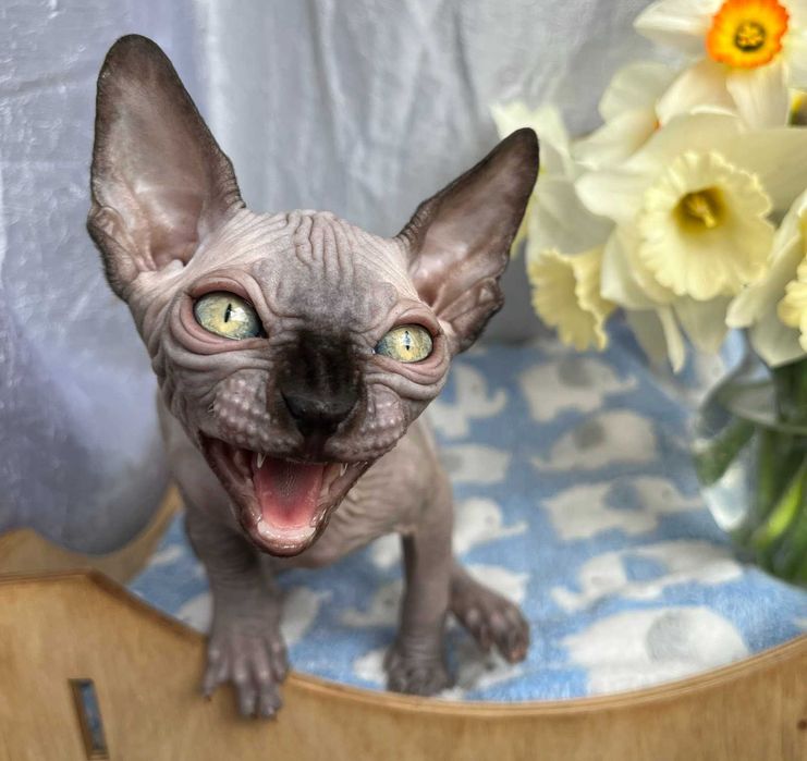 Канадські сфінкси хлопчики Табі та Тако