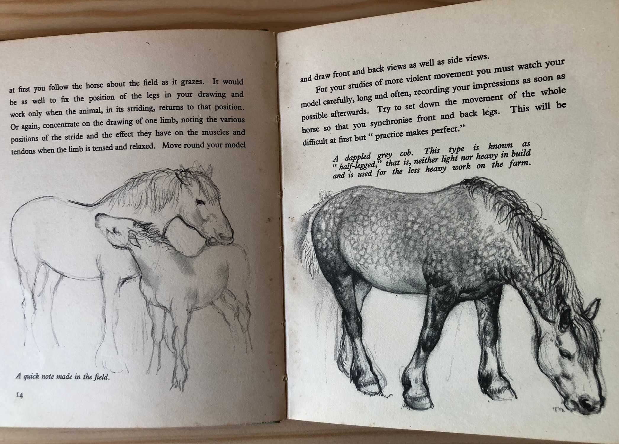 How to draw farm animals - C. F. Tunnicliffe