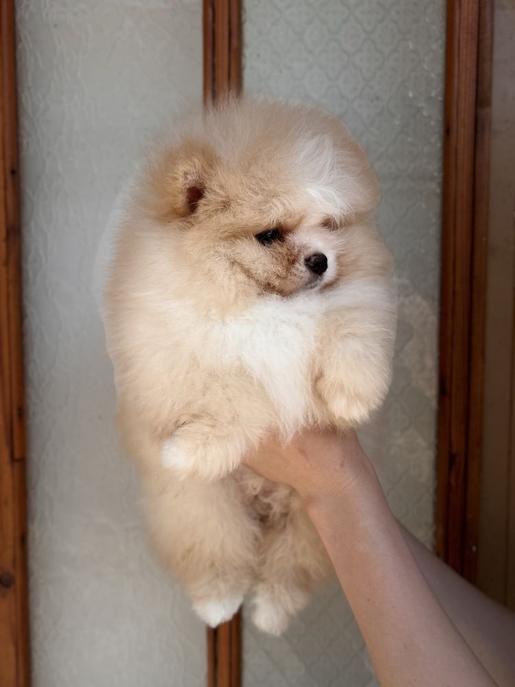 Vip Ведмедик шоу класс