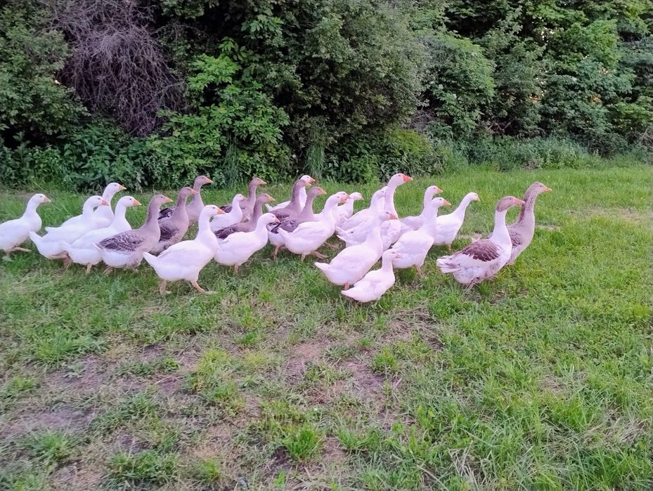 Sprzedam kaczki,gęsi i indyki żywe i tuszki