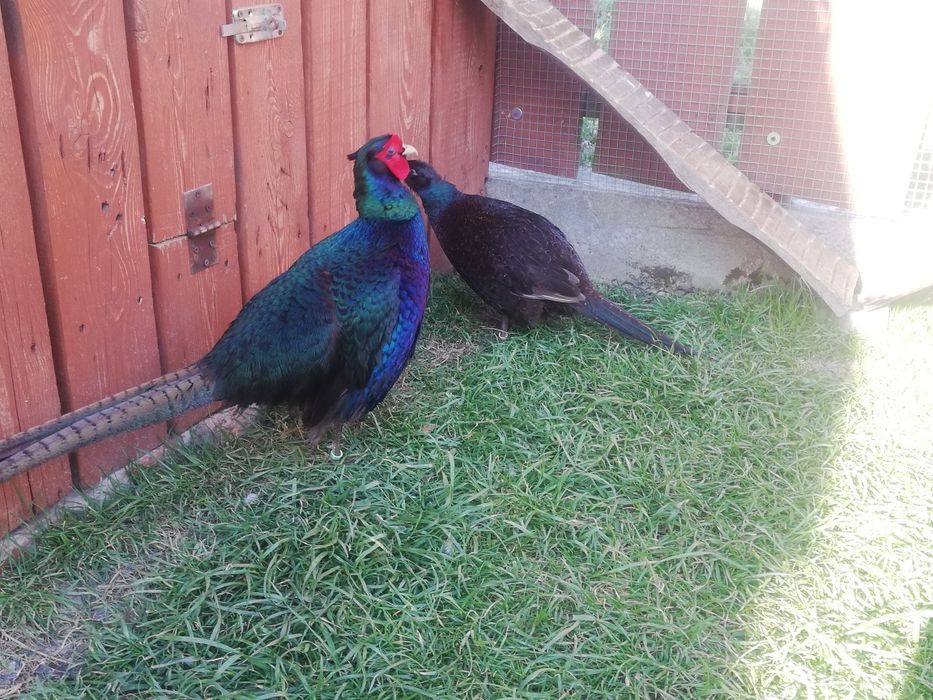 Bażanty melanistyczne