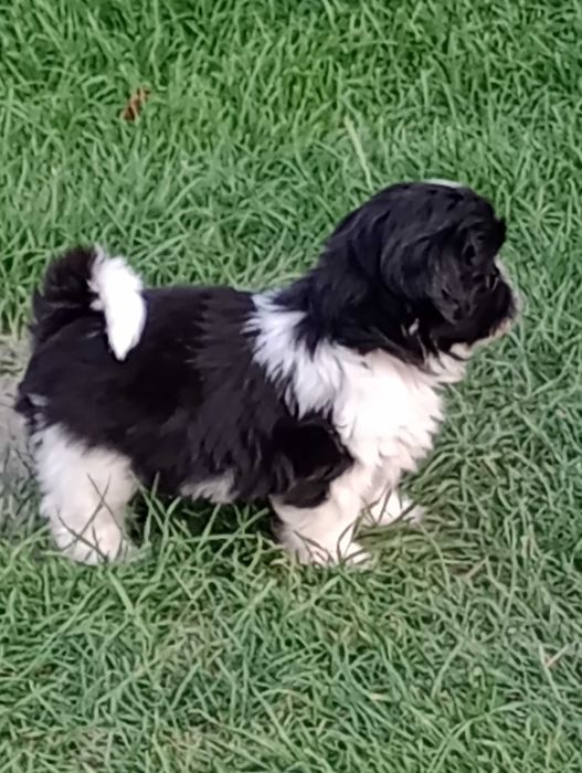 Suczka rasy Shih Tzu gotowa na zmianę domu