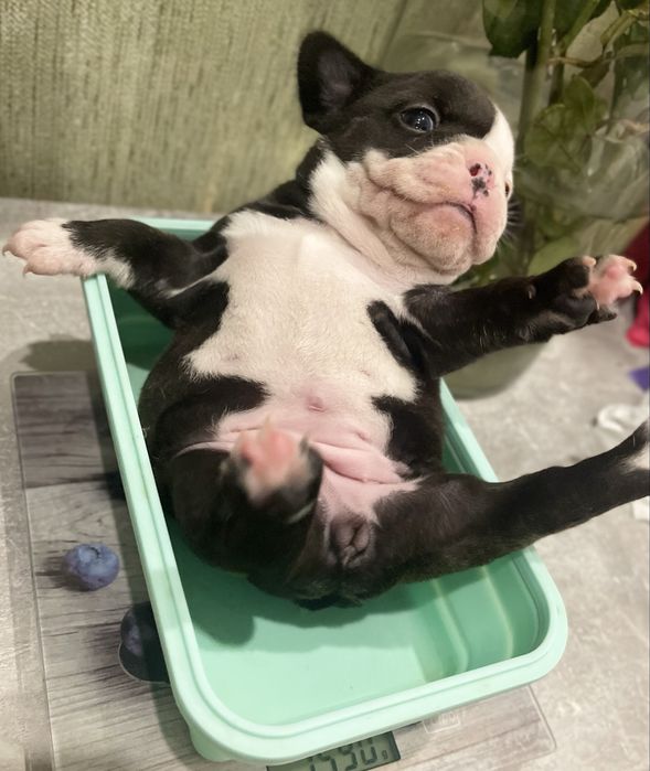 Цуценята французького бульдога