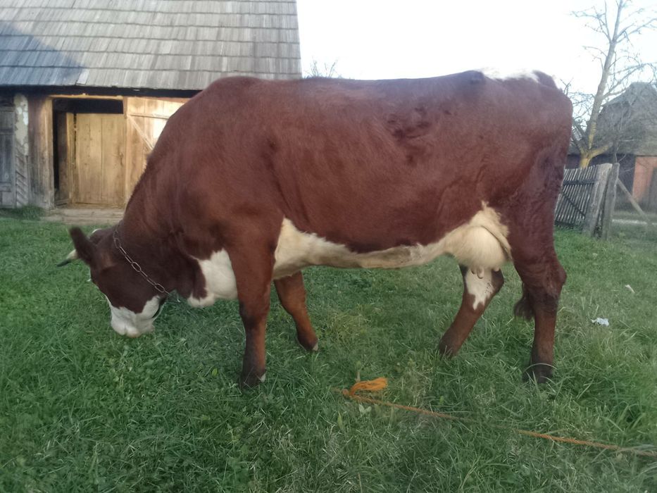 Продам корову село корчівці