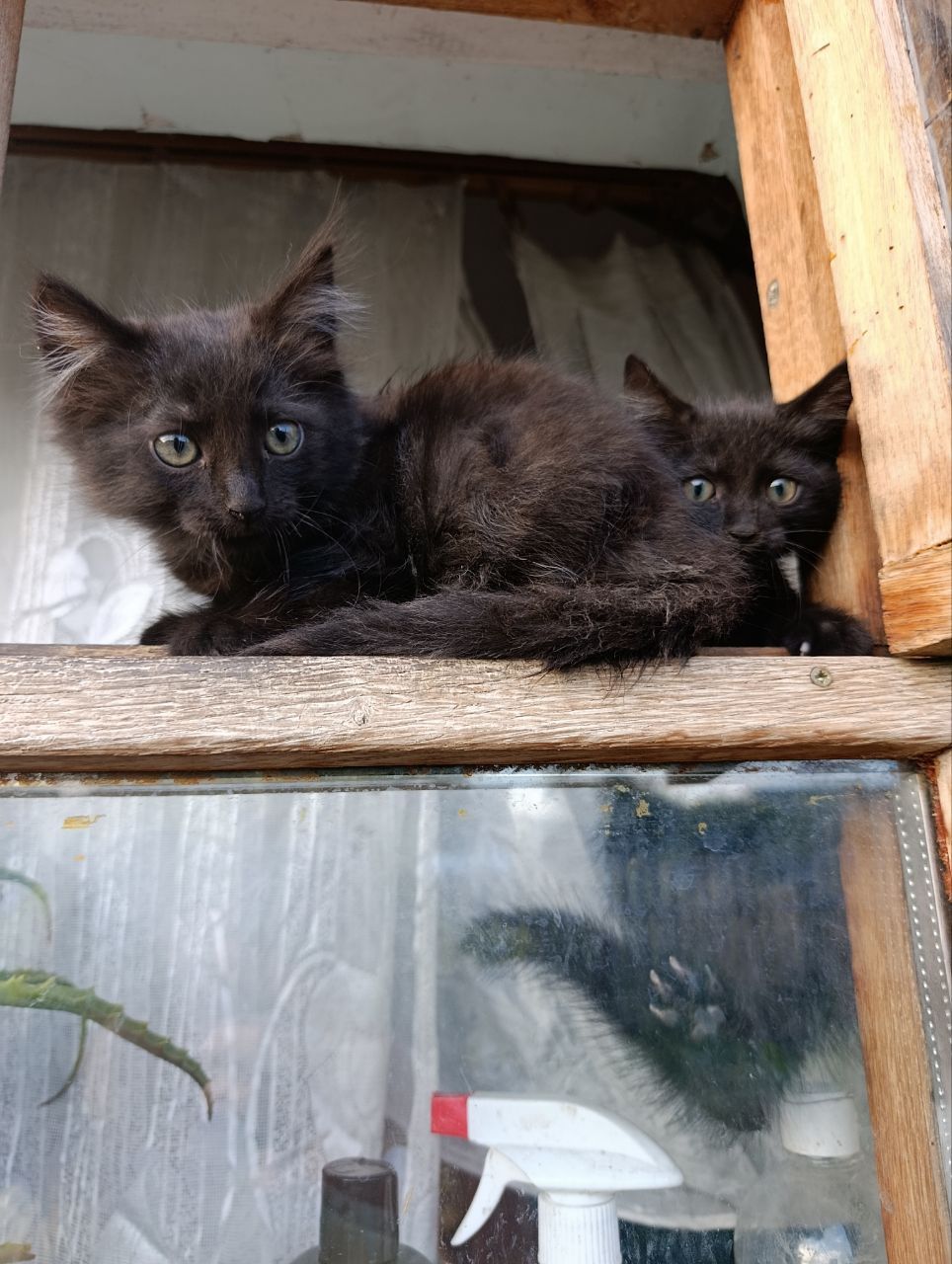 Кошенята в добрі руки