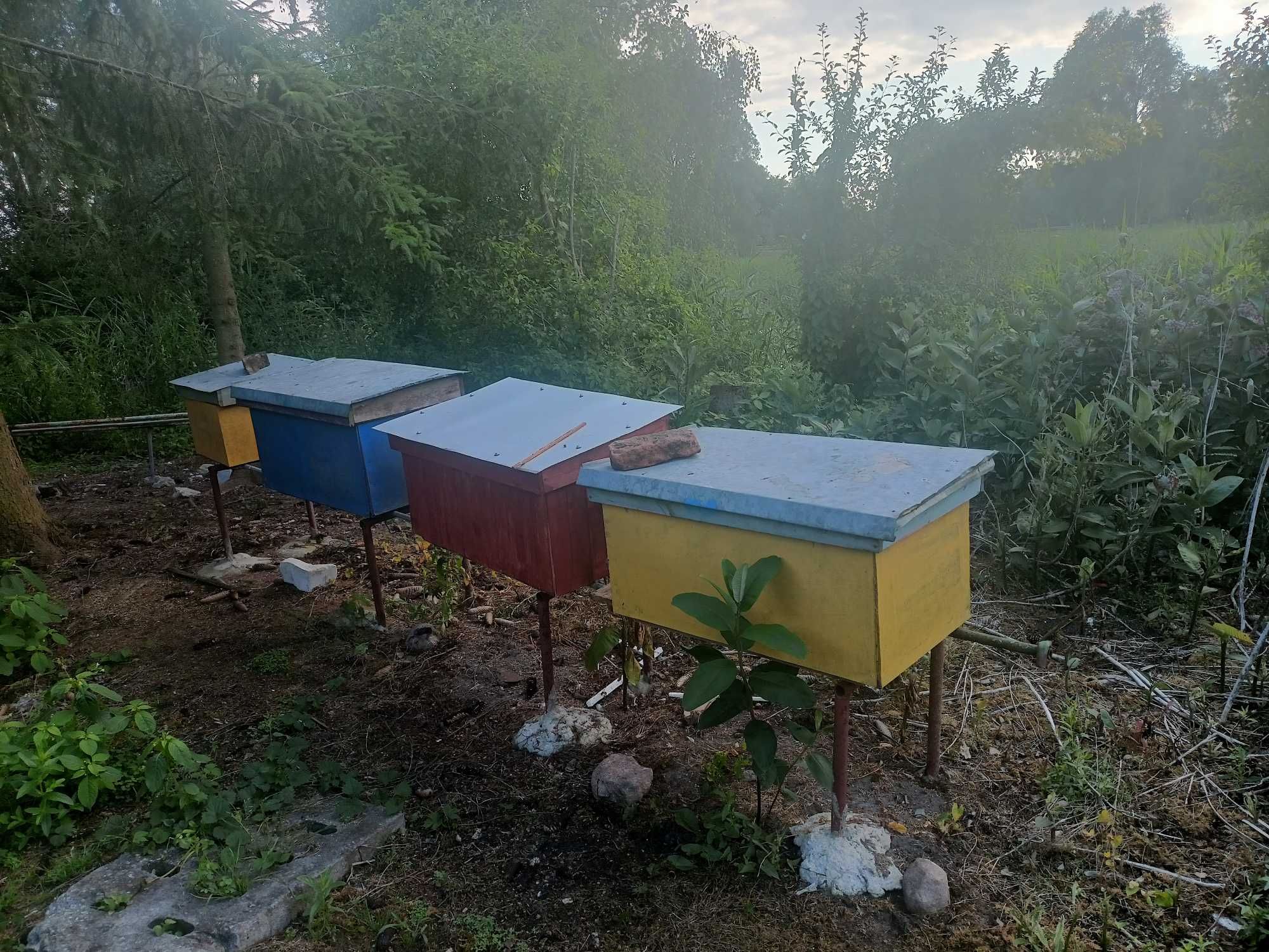 Pszczoły rodziny pszczele z ulami