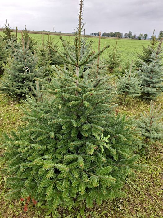 Choinki swierk zwykły, srebrzysty,jodła kaukazka.Gałązki jodłowe
