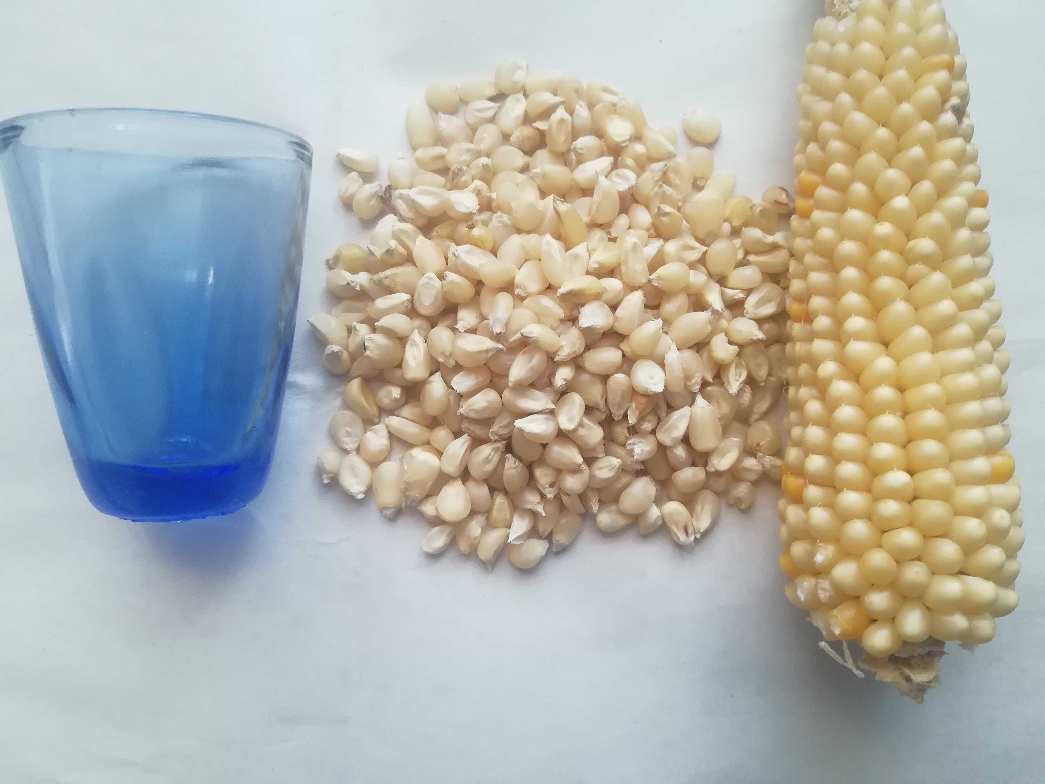 Насіння кукурудзи, семена кукурузы сахарная, поп-корн, кормовая, мини.