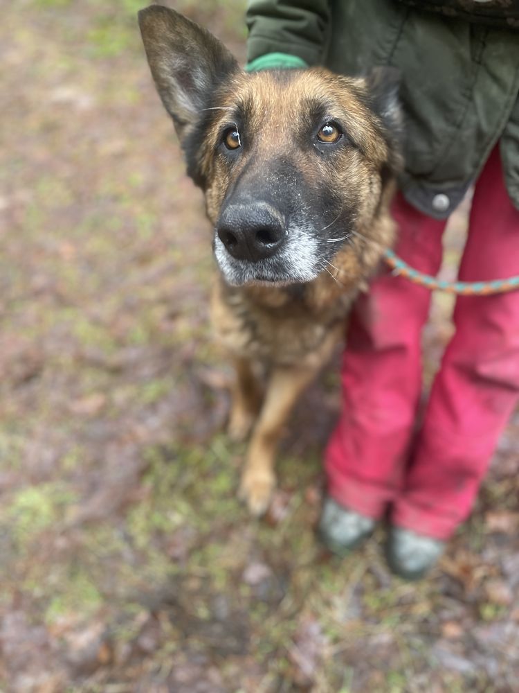 Cudowna sunia poleca się do adopcji!