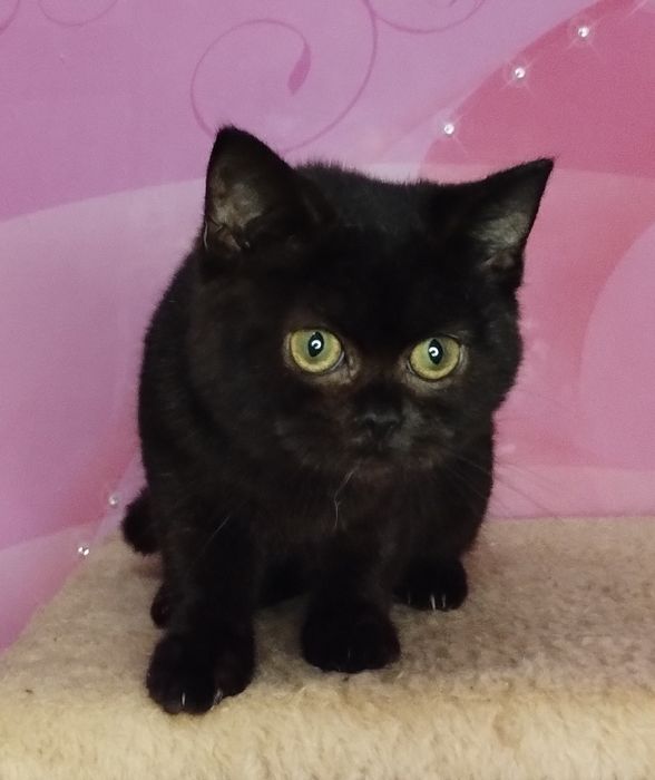 Шотландська ШОКОЛАДНА чистокровна принцеса  з ВАКЦИНАЦІЄЮ