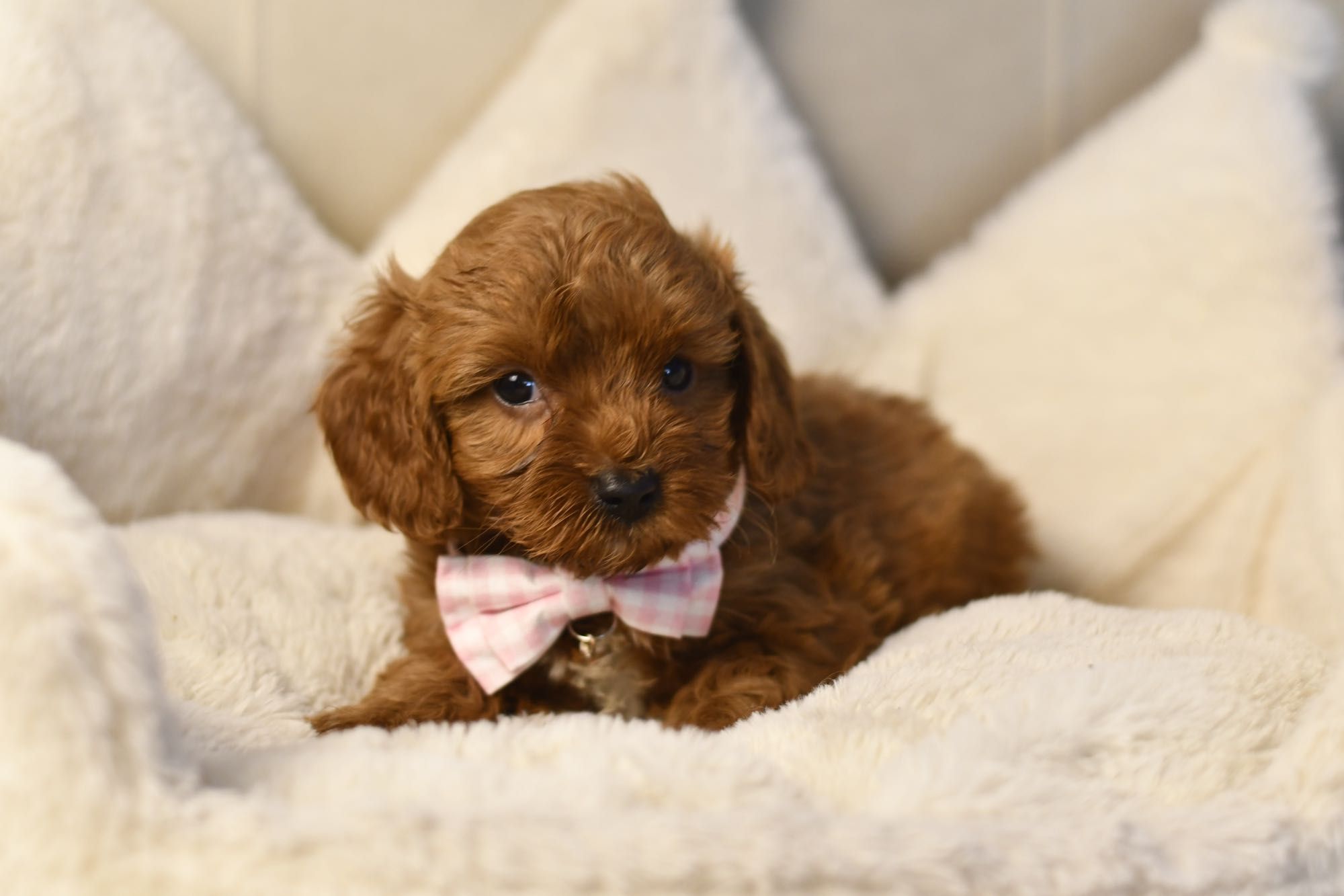 Cavapoo F1 RED BROWN wyjątkowa dziewczynka gotowa do odbioru