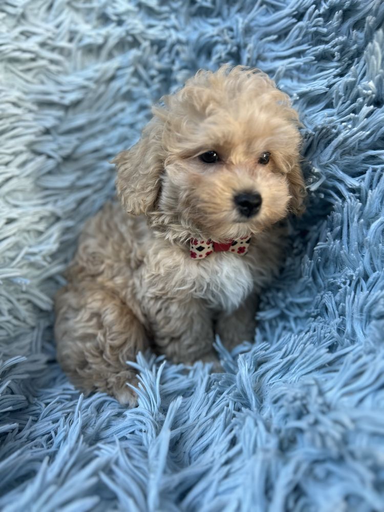 Maltipoo samiec gotowy do odbioru